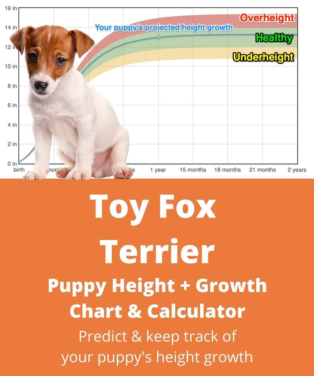 Toy Fox Terrier Height+Growth Chart How Tall Will My Toy Fox Terrier